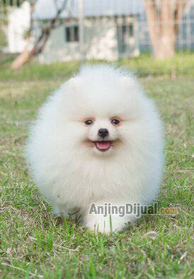 polarispom-anjing-minipom-dijual-TM334MNNMC