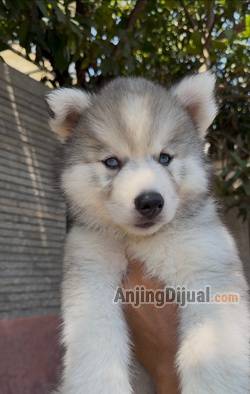 jual-siberian-husky-longhair-MITP7NPO26