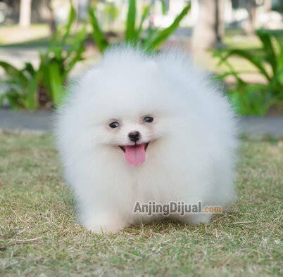polarispom-anjing-minipom-dijual-2OYYANXS17