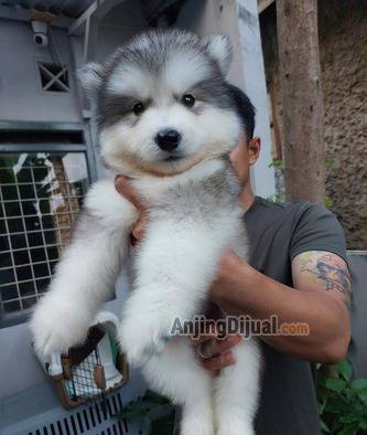 jual-alaskan-malamute-puppy-male-WMYXB3NQOA