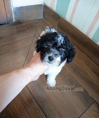jual-tiny-apricot-dan-parti-silver-poodle-52QFGBNAQE