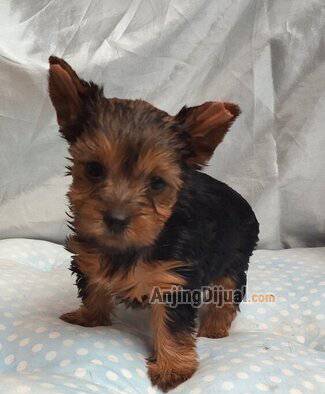 jual-cute-puppy-yorkshire-terrier-stambum-vaksin-murah-berkualitas-B3EZWYT0XF
