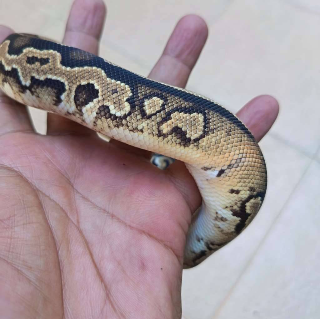 paradox-cinnamon-pastel-het-hypo-het-clown-CLQXHNW3P8