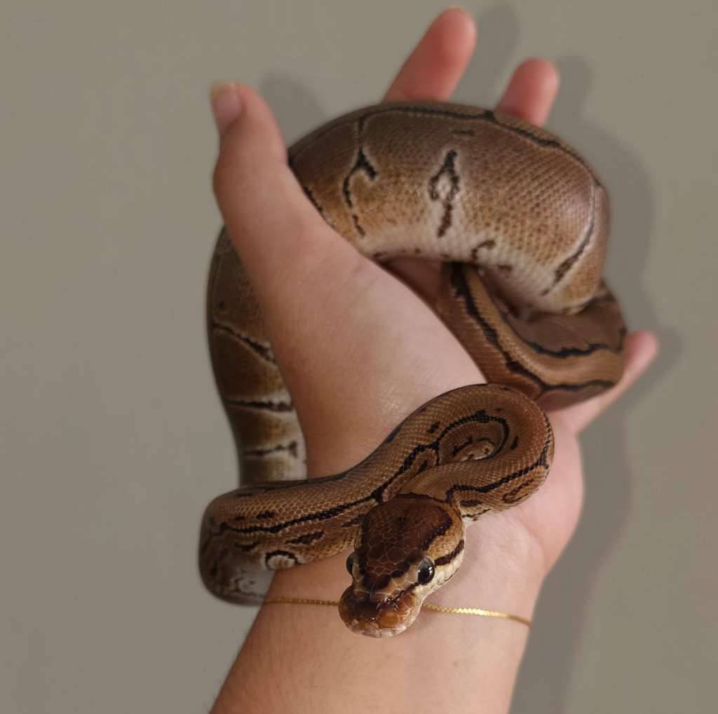 ball-python-pinstripe-6TVN3AVNJP
