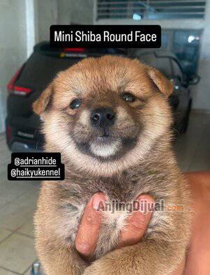 jual-mini-shiba-round-face-LKLA84HYTE