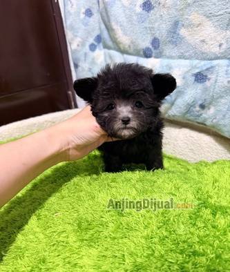jual-micro-teacup-poodle-silver-YTV5FT0BSQ