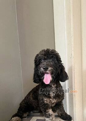 jual-calon-indukan-poodle-special-black-and-merle-warna-langka-YH067OXR0T