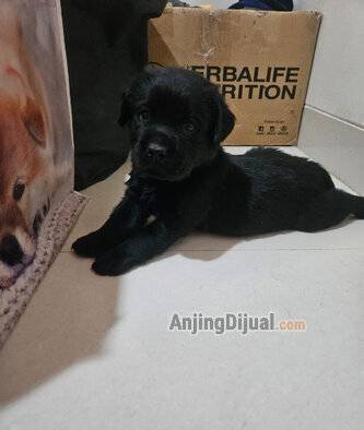 puppy-labrador-super-istimewa-dob-08-08-2026-MIJBPLA2RO