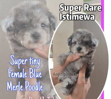 jual-poodle-istimewa-super-langka-tiny-blue-merle-A0B8RJKZP9