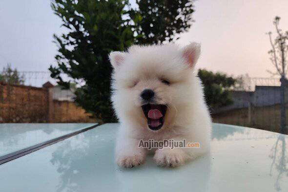 jual-minipom-jantan-termurah-bagus-sehat-aktif-lucu-SXEDS3IP82