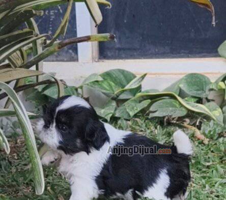 puppy-shihtzu-male-good-quality-1IKAB5O40Z