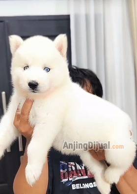 jual-siberian-husky-all-white-big-bone-female-38MZMI6SJT