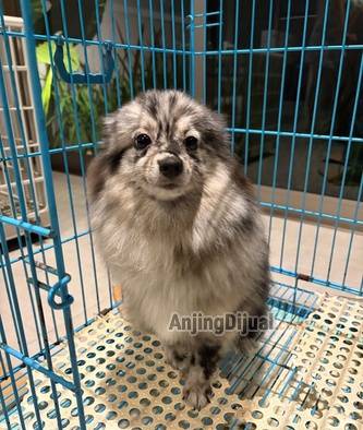 jual-mini-pom-merle-99KT8ZI84V