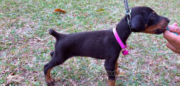 jual-anakan-doberman-VG7MKG8VWG