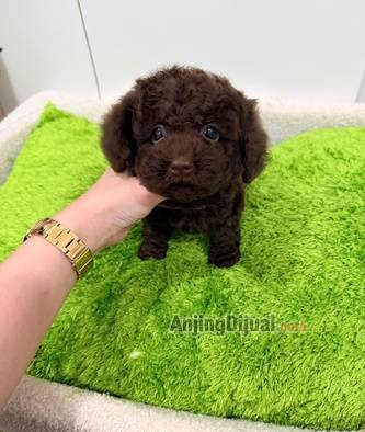 jual-tiny-partycolor-poodle-R3RAI06Y1S