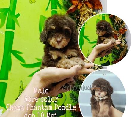 jual-rare-choco-phantom-poodle-jantan-stb-vaksin-bloodline-imp-rusia-ETMJ6XH77E