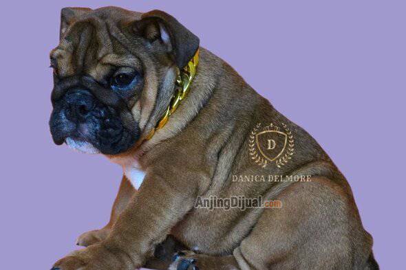 jual-good-quality-english-bulldog-puppy-DWZFESXLRC