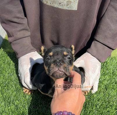 jual-bully-betina-nano-size-anak-chill-H007ETAOOF