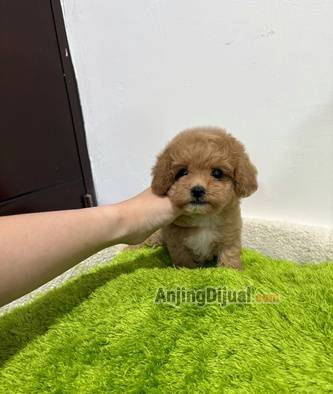 jual-tiny-poodle-B3MTJ85MS1