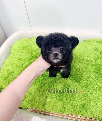jual-poodle-kecil-tiny-teacup-FPJQMYP6RP