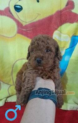 jual-red-toy-poodle-URKNVHRA2S