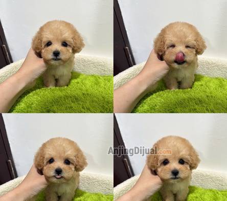 jual-tiny-poodle-lucu-0C5RJATV07