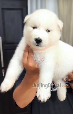 jual-siberian-husky-all-white-big-bone-jantan-11GTQIGLQ9