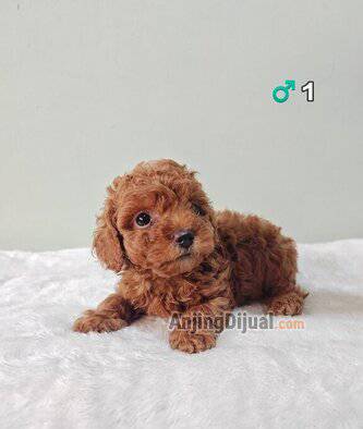 cepat-anakan-red-mini-toy-poodle-lucu-siapa-cepat-dia-dapat-8BH09RV5H0