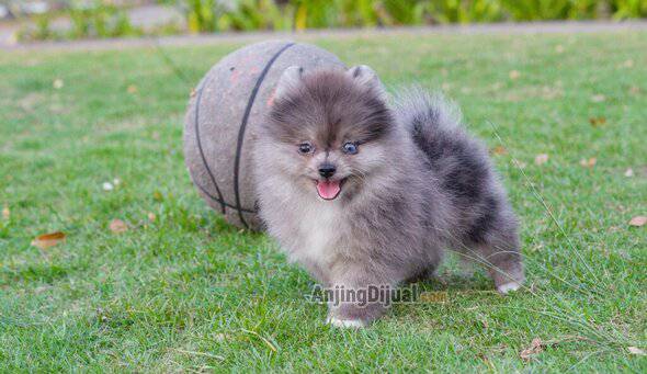 polarispom-anjing-minipom-dijual-QNLSIRFU45
