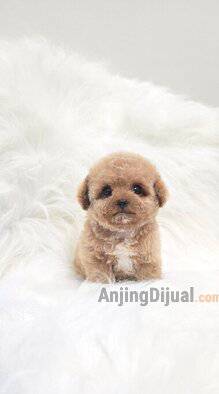 super-duper-high-quality-teacup-super-tiny-poodle-super-istimewa-N3YWEMC7JO