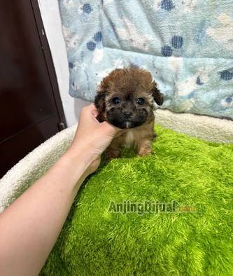 jual-micro-teacup-poodle-HISGLWBRTU