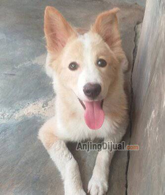 jual-border-collie-remaja-jantan-kualitas-bagus-51EDMHM4LX