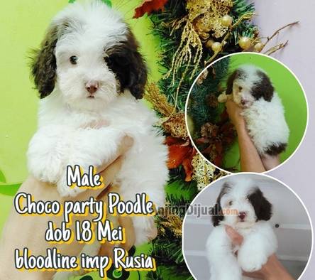 jual-parti-choco-poodle-jantan-stb-vaksin-bloodline-imp-rusia-PQ6B10ICF5