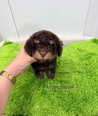 jual-tiny-partycolor-poodle-U9JLSHKIEP