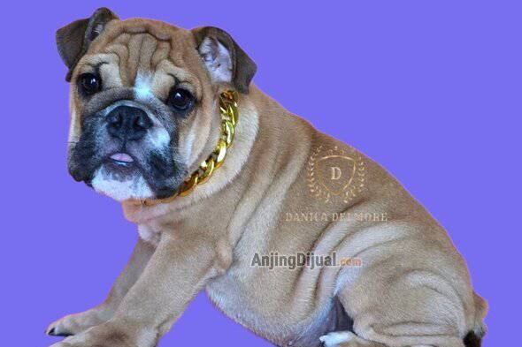 jual-good-quality-english-bulldog-puppy-AS3ZT6DZ1L