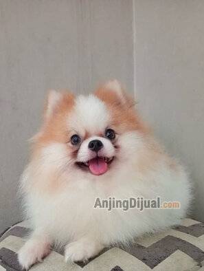 jual-pejantan-minipom-pesek-kecil-bulu-glamour-4HRD9596CW