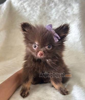 jual-anakan-supermini-pom-jantan-warna-choco-3NECSEXBUU