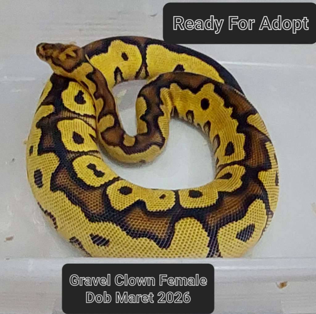 gravel-clown-betina-48UYJZ81PF