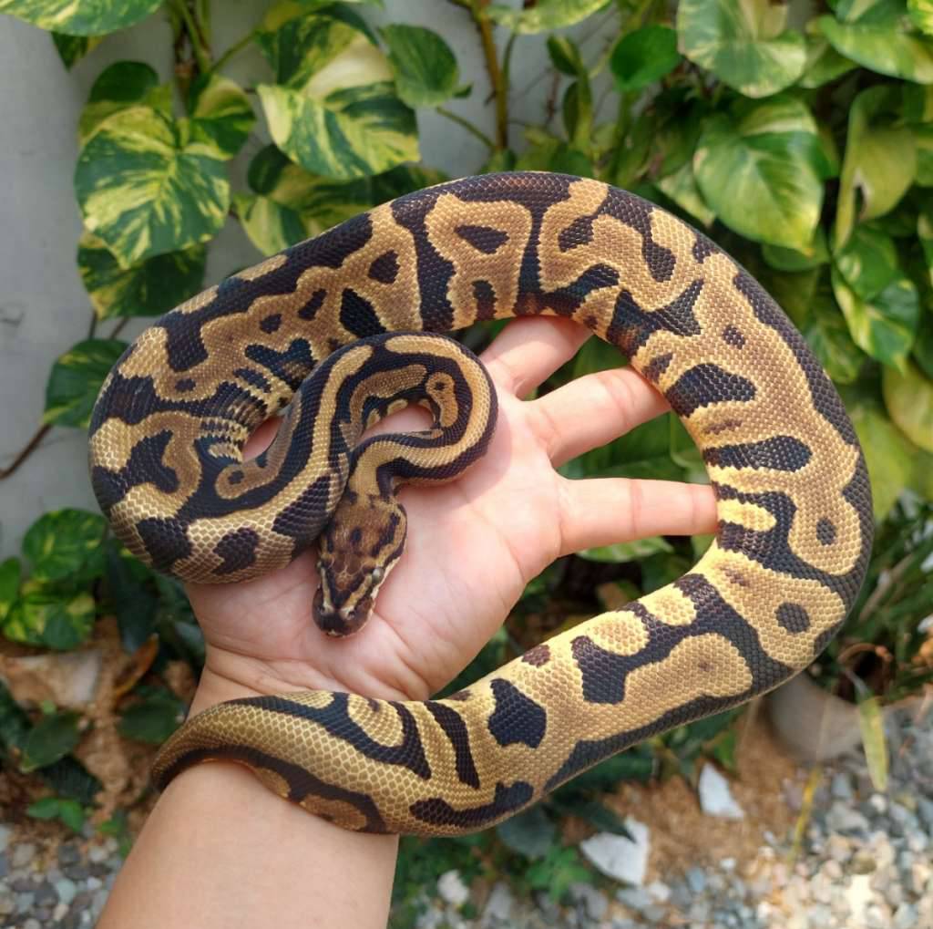 leopard-spotnose-het-dg-6D3675EVTO