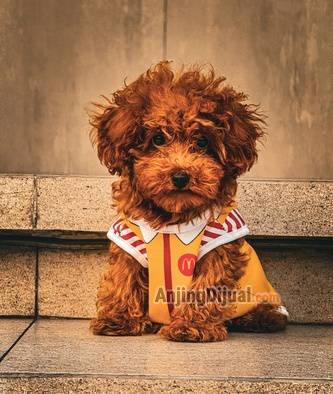 jual-toy-poodle-jantan-stambum-perkin-2QR09W4A63