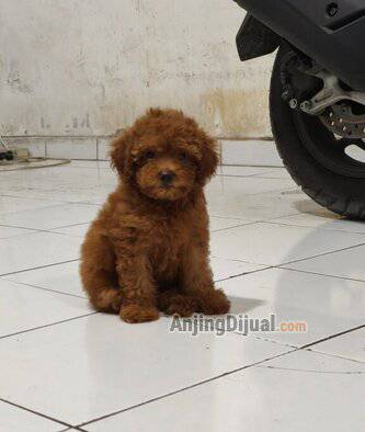 jual-red-toy-poodle-betina-imut-I6BUTTE6PF