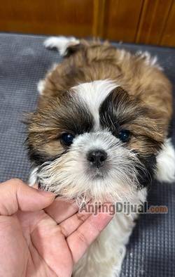 jual-shih-tzu-kualitas-super-premium-O3JT91UM8B