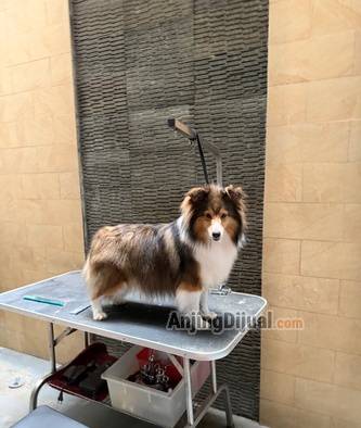 jual-indukan-sheltie-female-W2B9LDCMGO