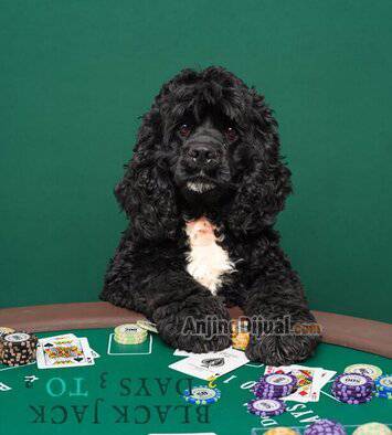 jual-american-cocker-spaniel-jantan-BUHP65JWI6