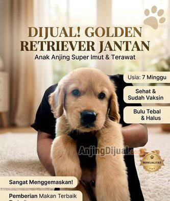 jual-anakan-golden-retriever-jantan-UMKE0RKIF5