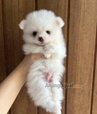 jual-puppy-pomeranian-male-german-spitz-38MCV8OOUJ
