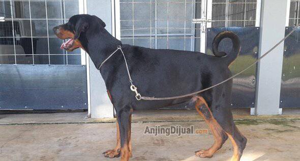 doberman-anakan-champion-VEGZCAOQY5