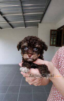 open-booking--phantom-choco-jantan-kriwil-banget-super-cute-langka-6EWU6CSE54