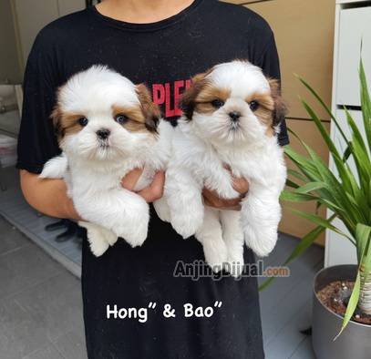 jual-shihtzu-cakep-AN4J7MV1X8