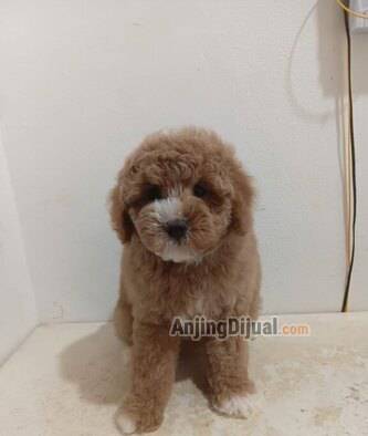 jual-toy-poodle-mismark-female-mama-papa-tiny-0D7EHYEVEW